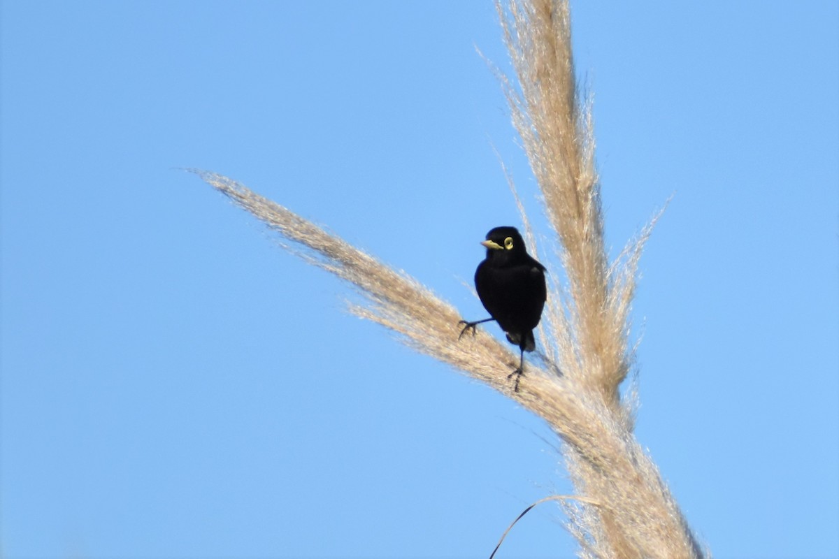 Spectacled Tyrant - Gonzalo Rodriguez