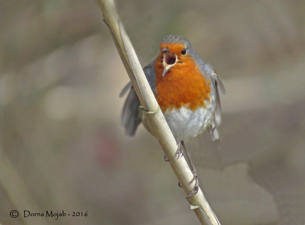 European Robin - ML24349901