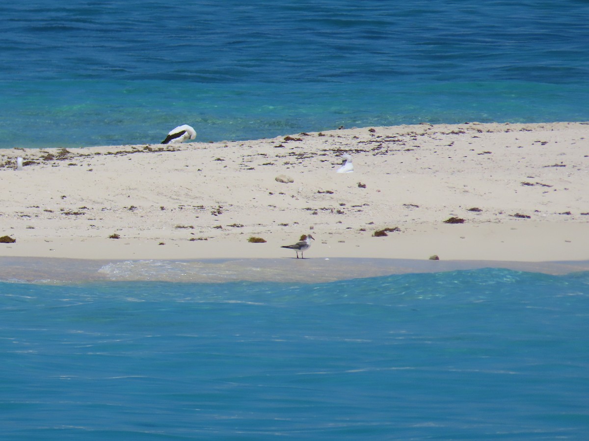Laughing Gull - ML243499081