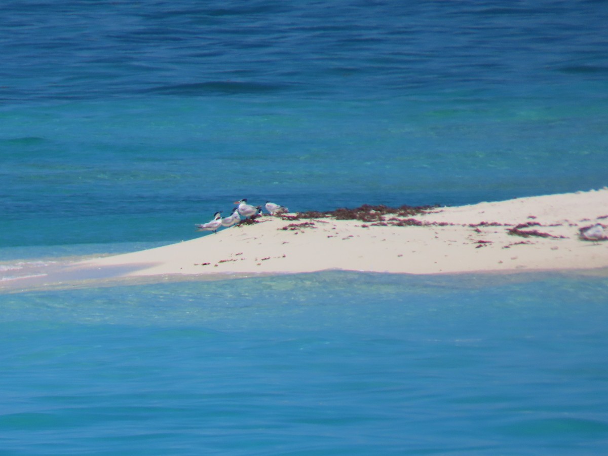 Royal Tern - ML243499181