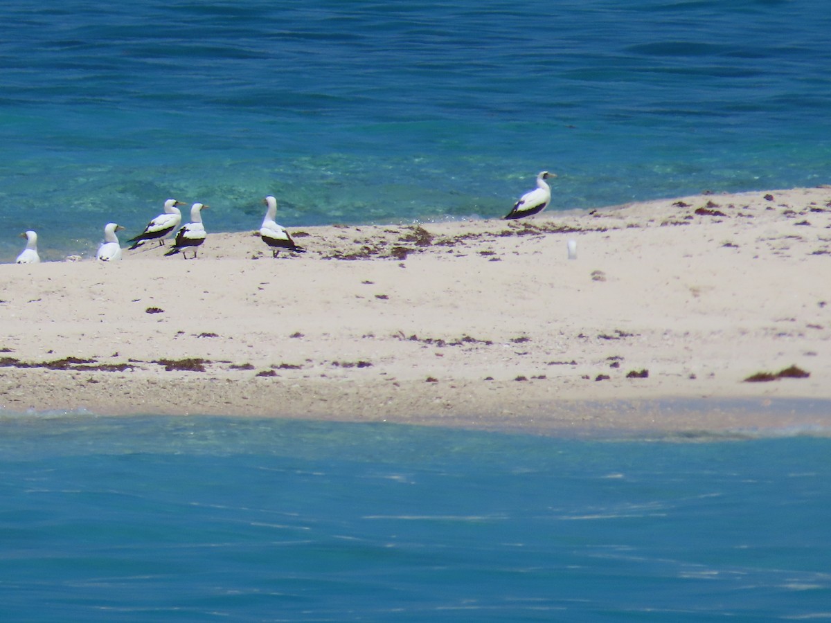 Masked Booby - ML243499241