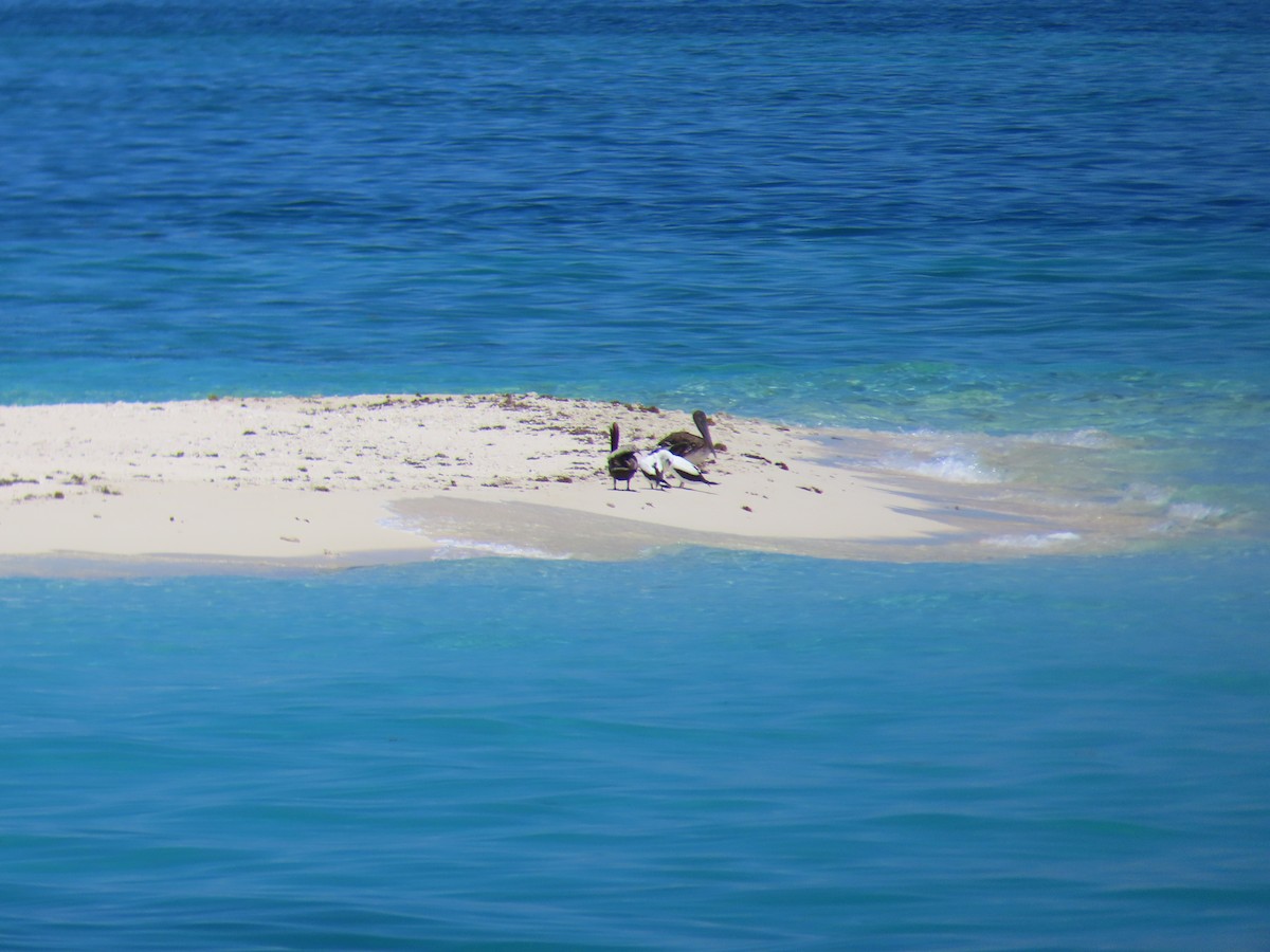 Brown Pelican - ML243499851