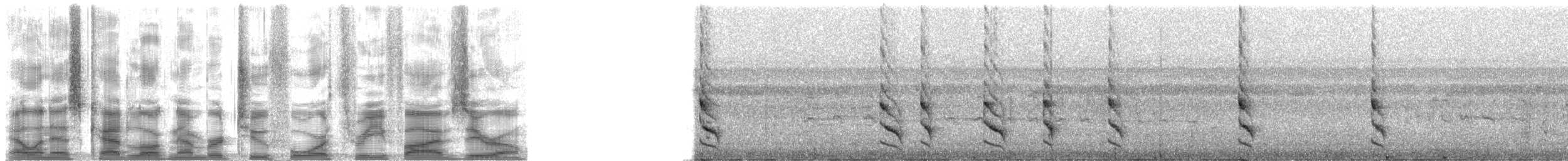 Moustached Wren - ML24350