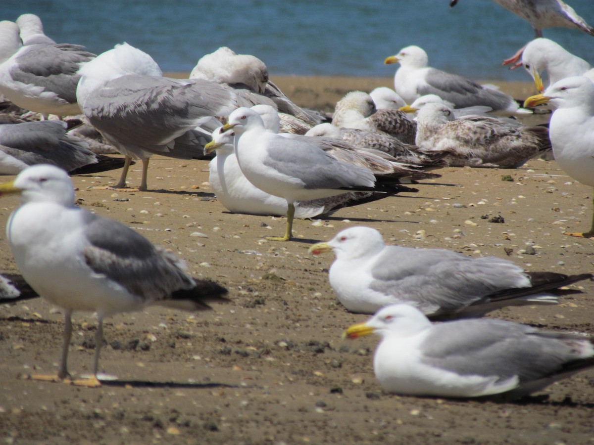 Ring-billed Gull - ML243501351