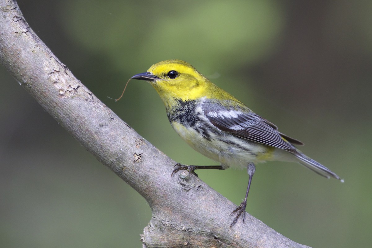 Black-throated Green Warbler - Jeanne Verhulst