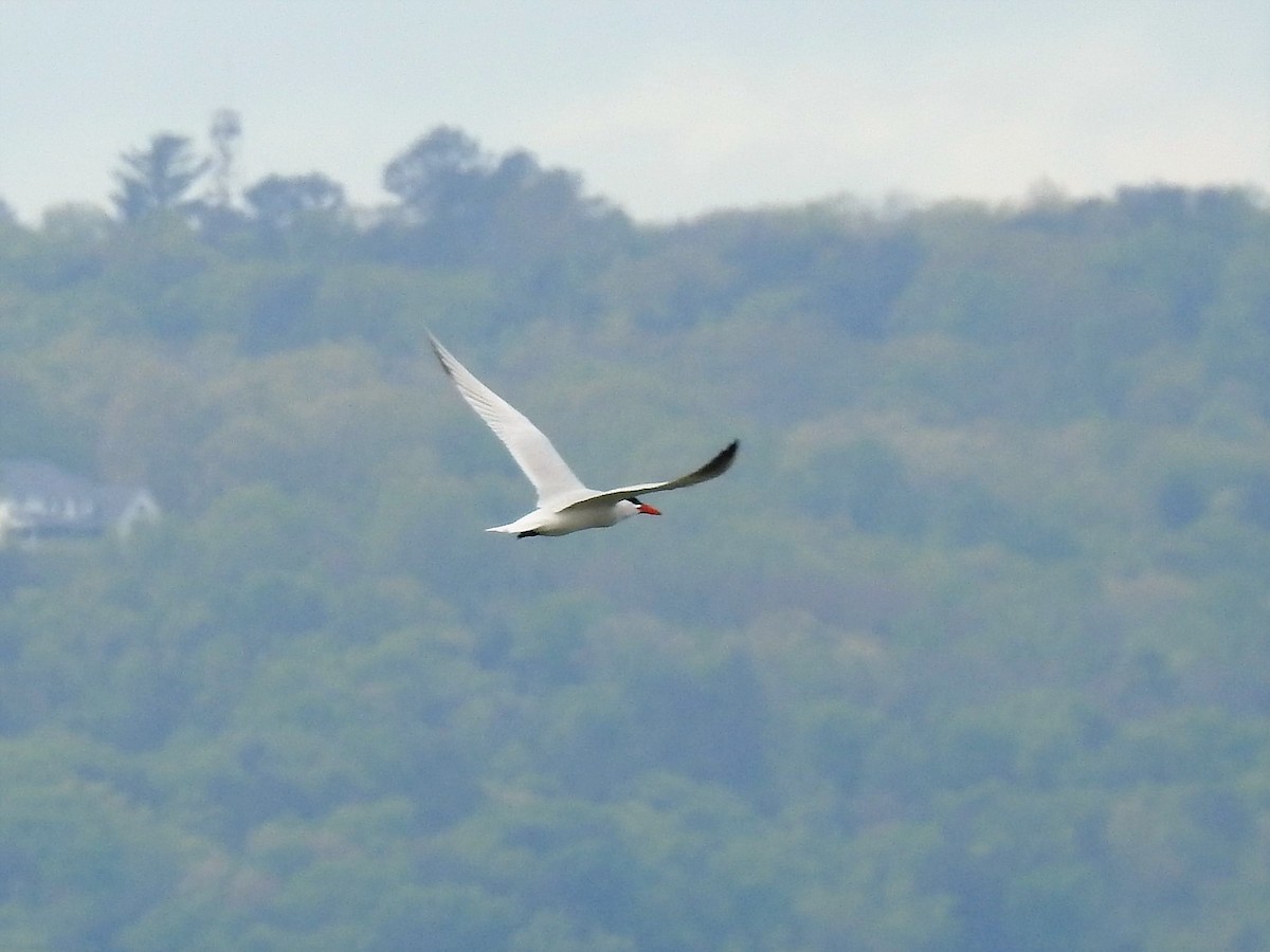 Caspian Tern - ML243502051