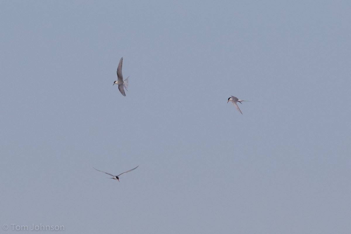 Arctic Tern - ML243502721