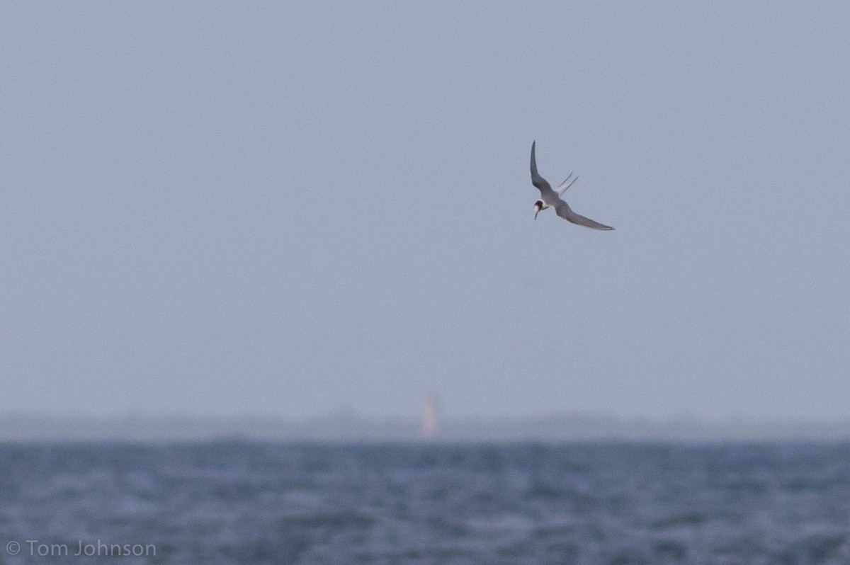 Arctic Tern - Tom Johnson