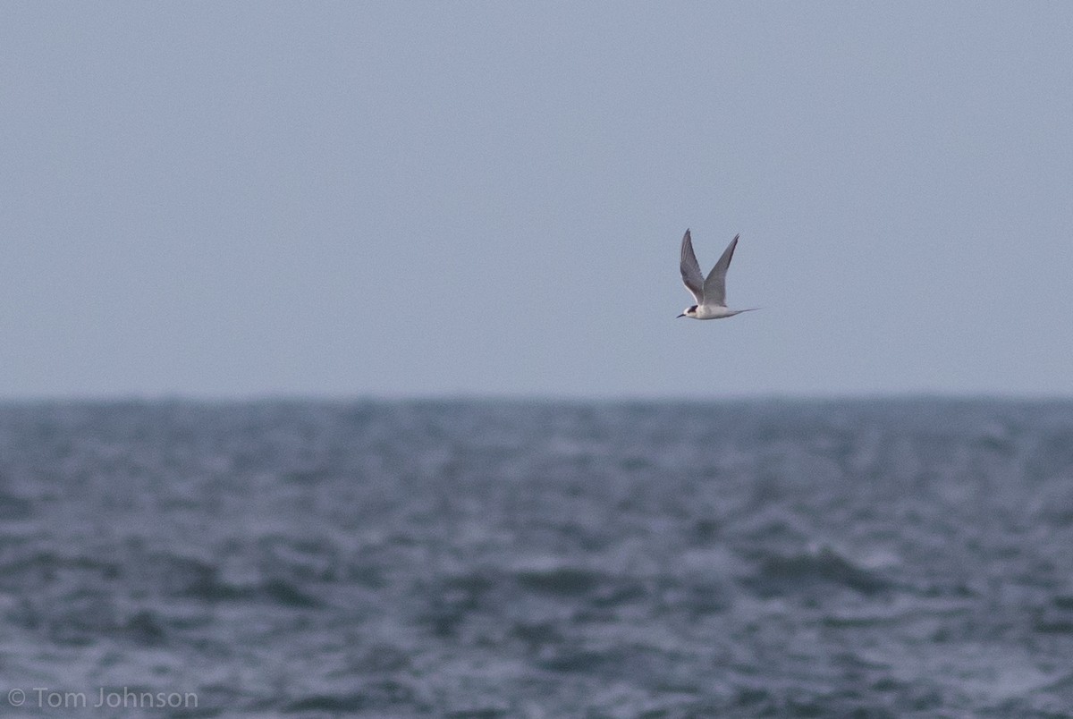 Arctic Tern - Tom Johnson