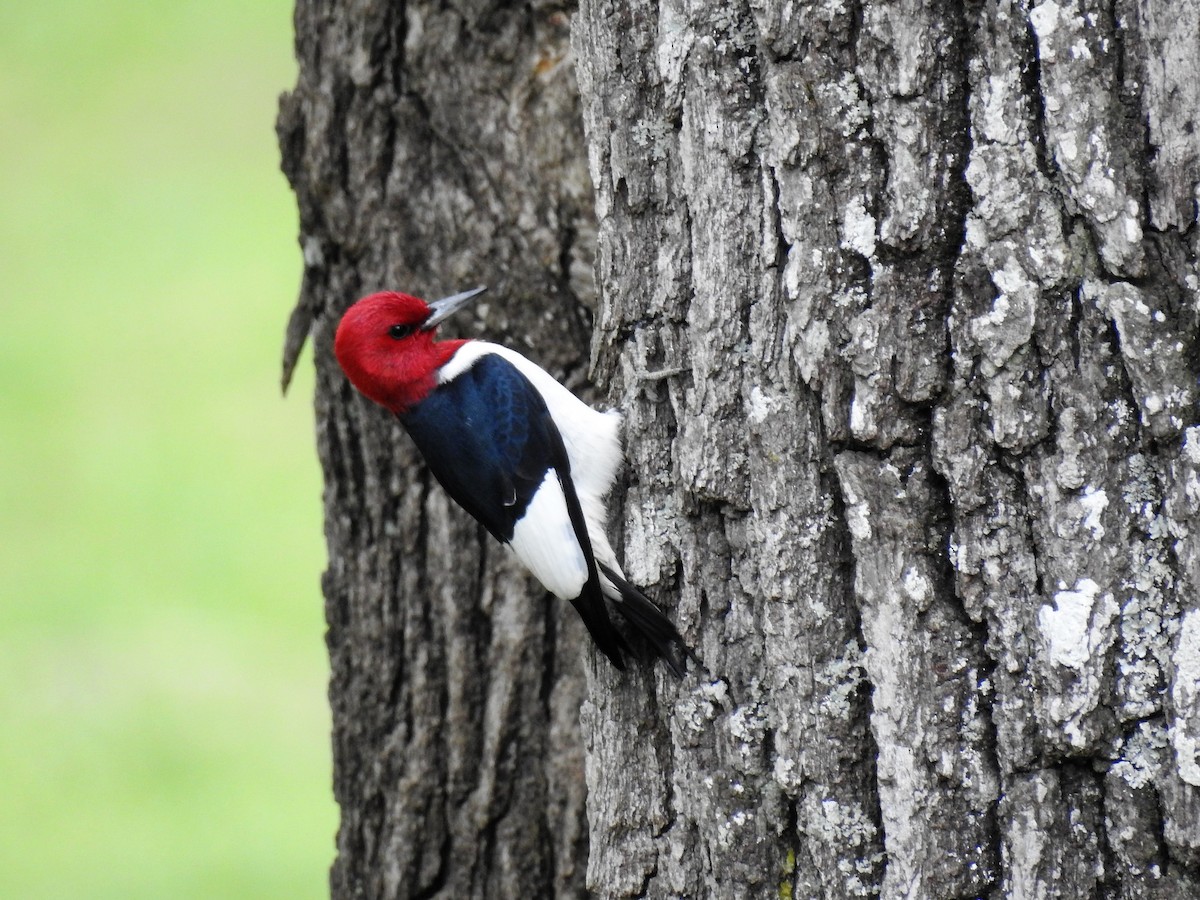 Red-headed Woodpecker - S. K.  Jones