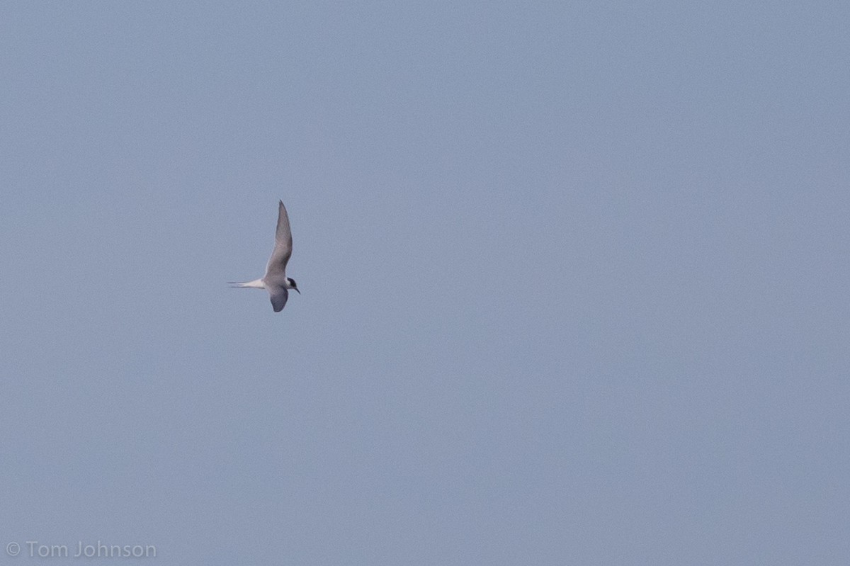 Arctic Tern - Tom Johnson