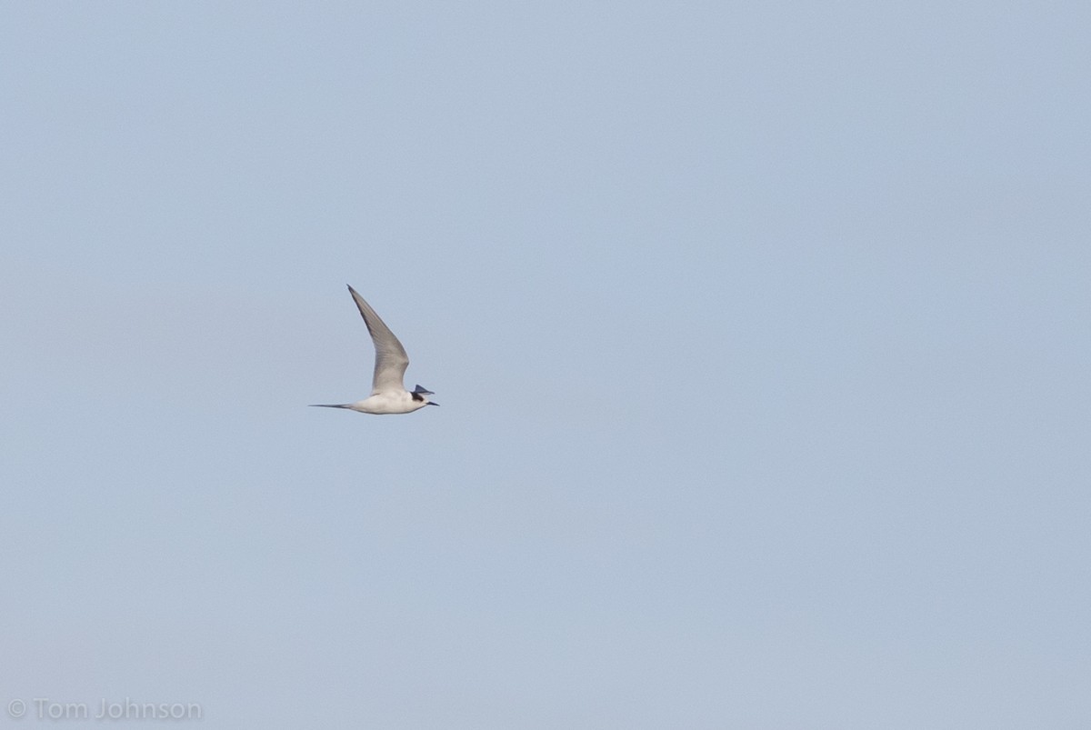 Arctic Tern - ML243502861