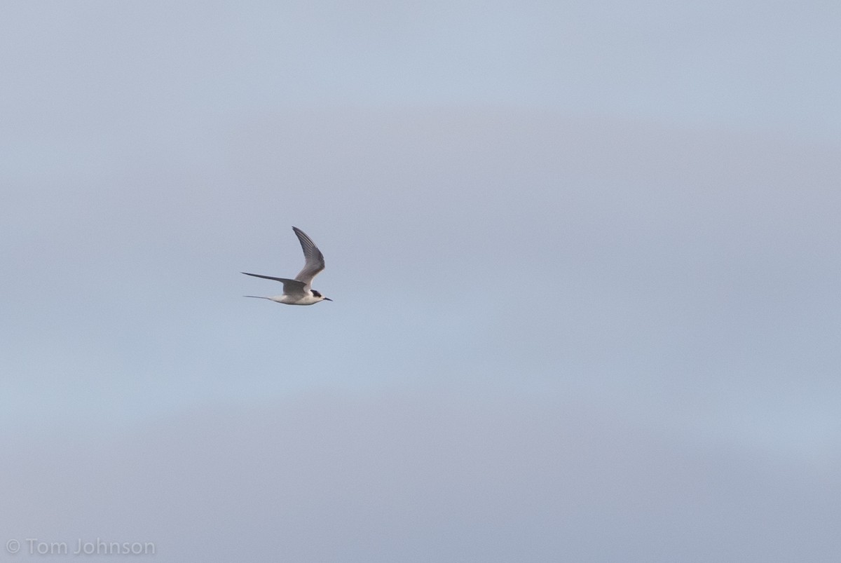 Arctic Tern - Tom Johnson