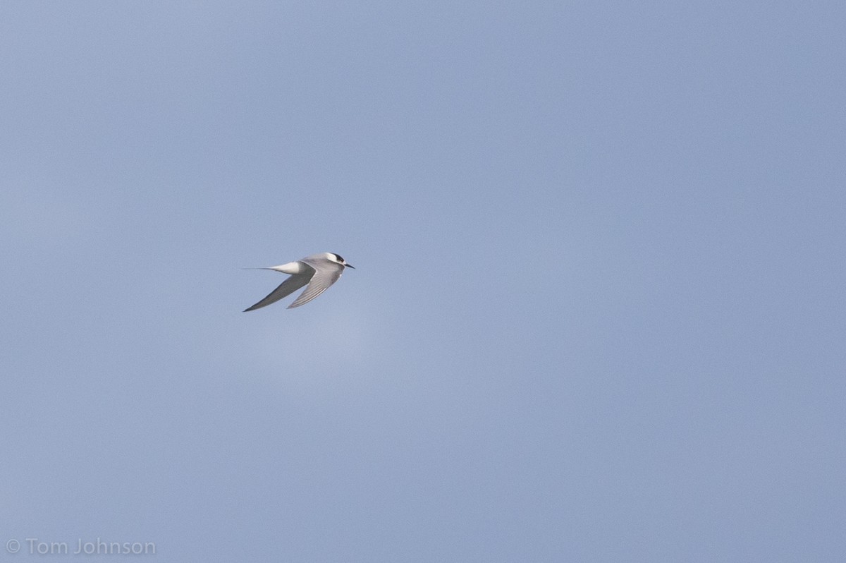 Arctic Tern - Tom Johnson