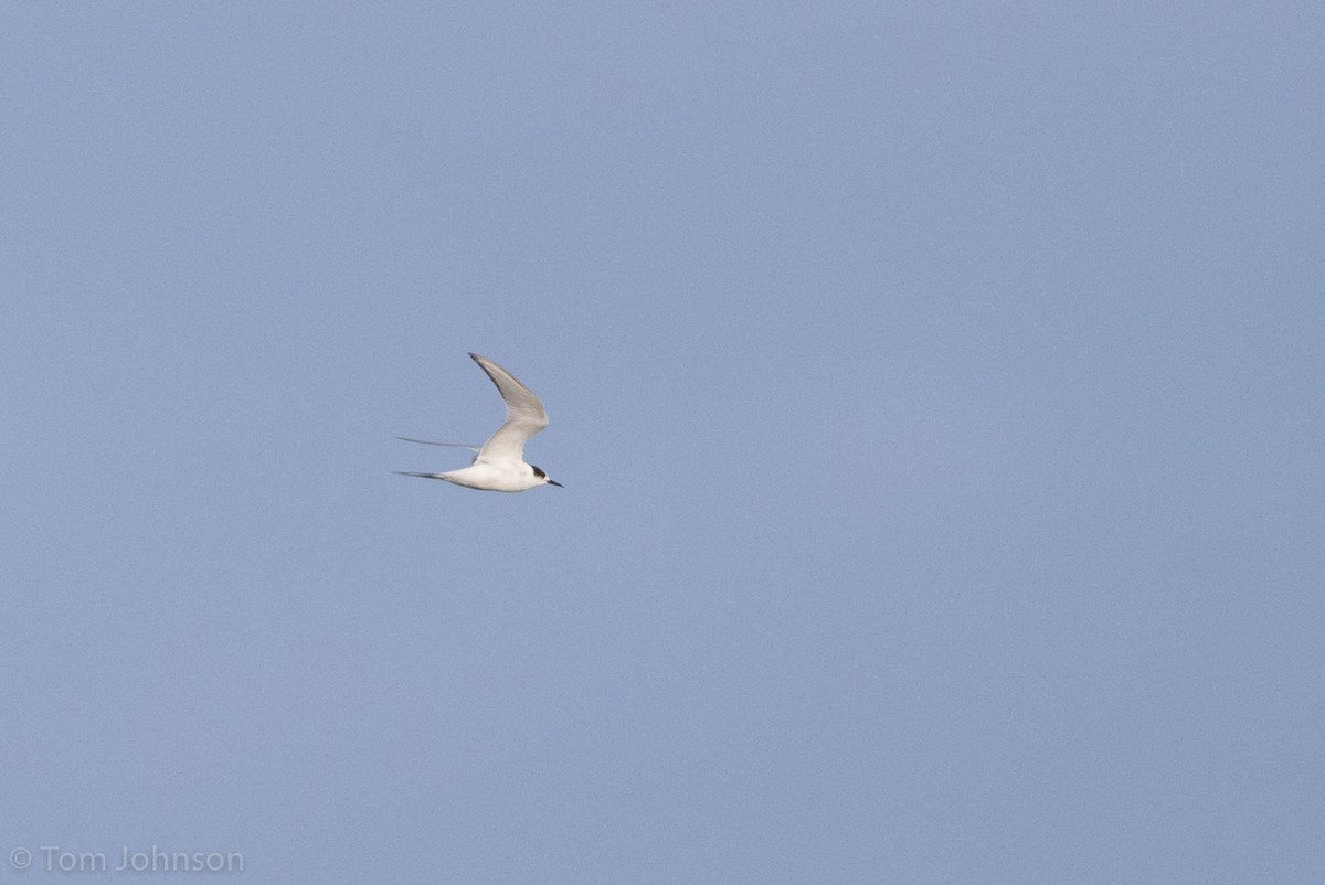 Arctic Tern - Tom Johnson