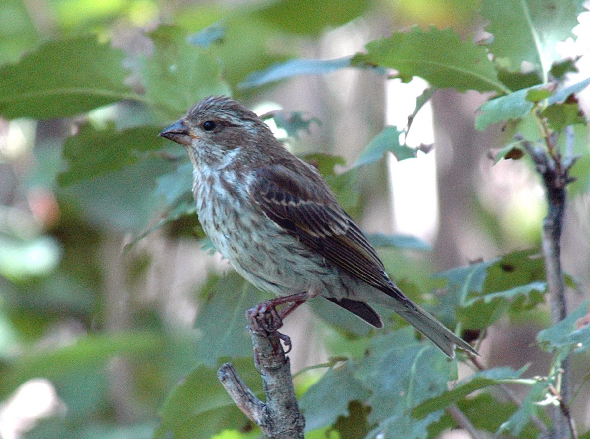 Purple Finch - ML24350401