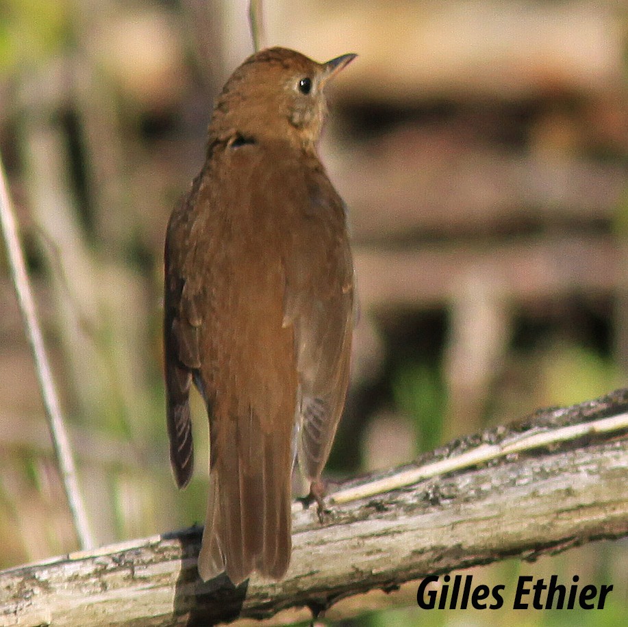 Veery - Gilles Ethier