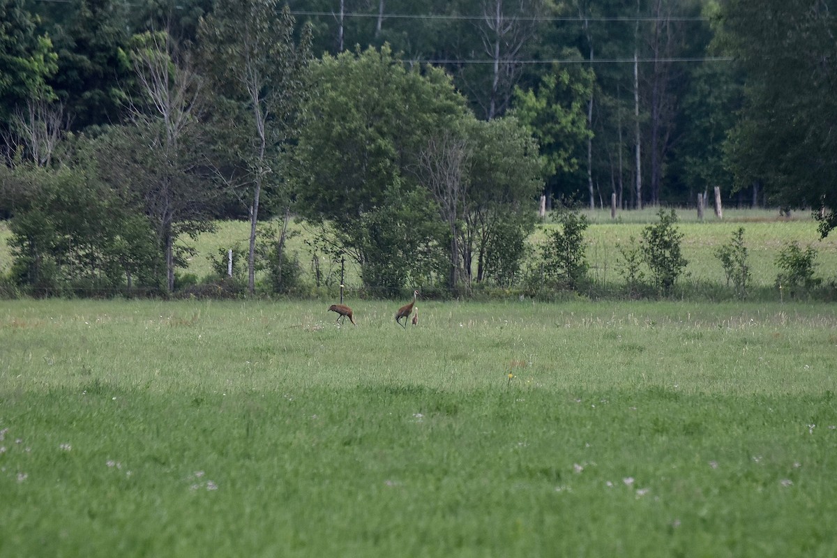 Sandhill Crane - ML243507801