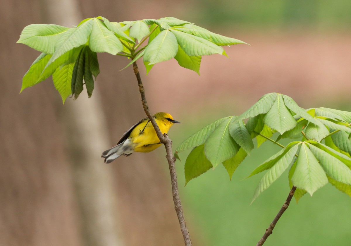Blue-winged Warbler - ML243508601