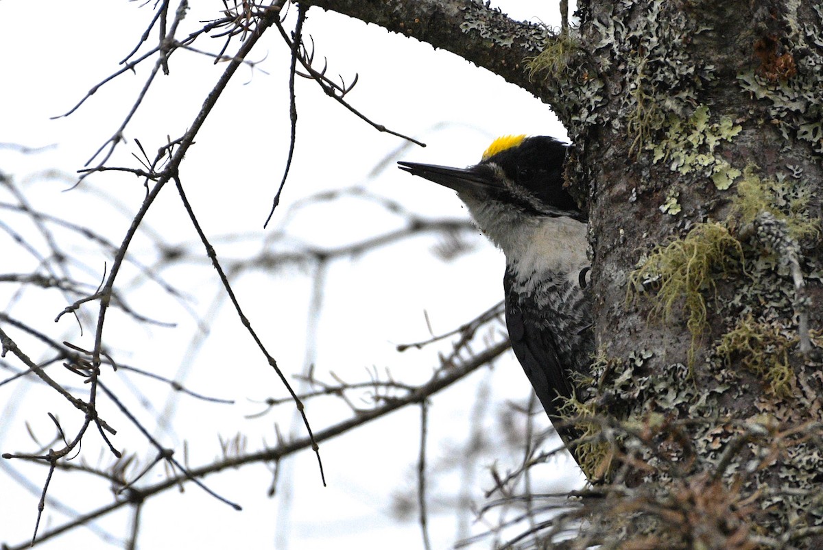 Black-backed Woodpecker - ML243509001