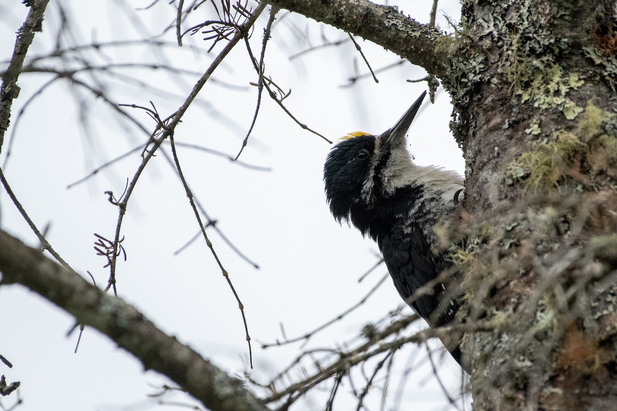 Black-backed Woodpecker - ML243509011