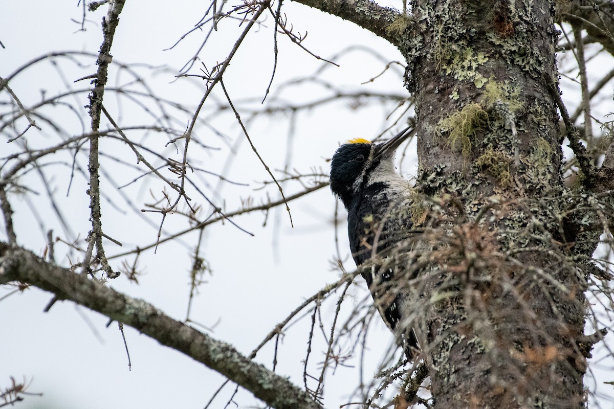 Black-backed Woodpecker - ML243509021