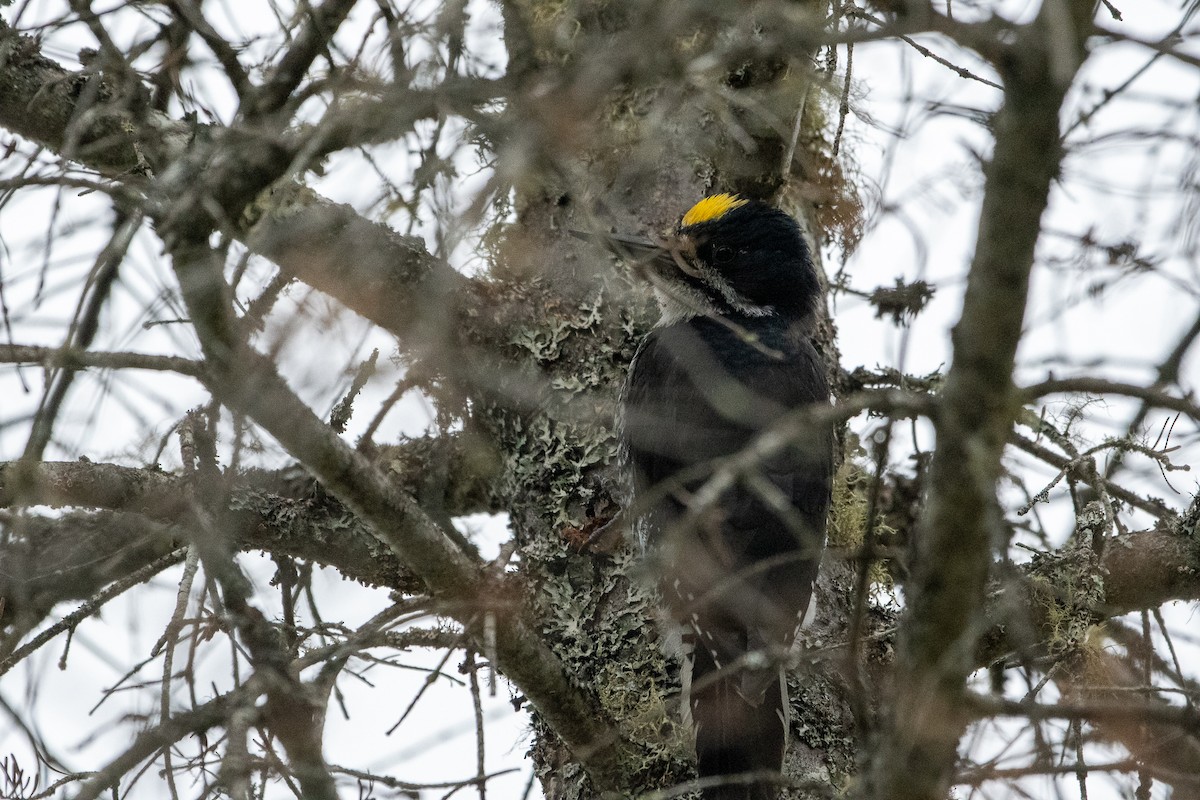 Black-backed Woodpecker - ML243509031