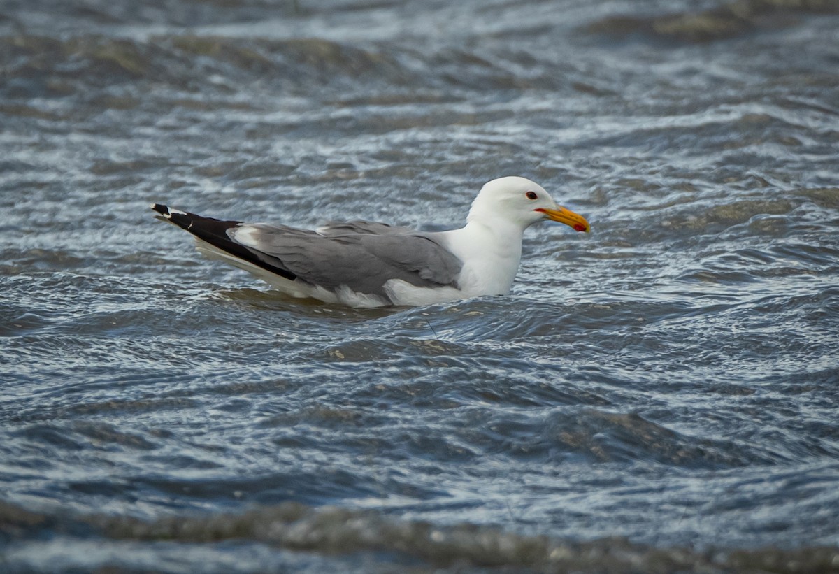 California Gull - ML243509041