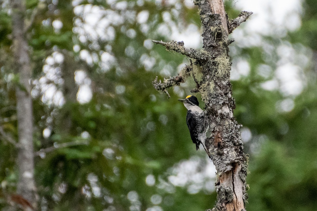 Black-backed Woodpecker - ML243509051
