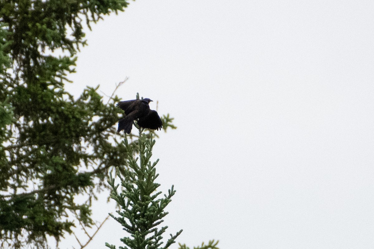 Common Grackle - ML243509061