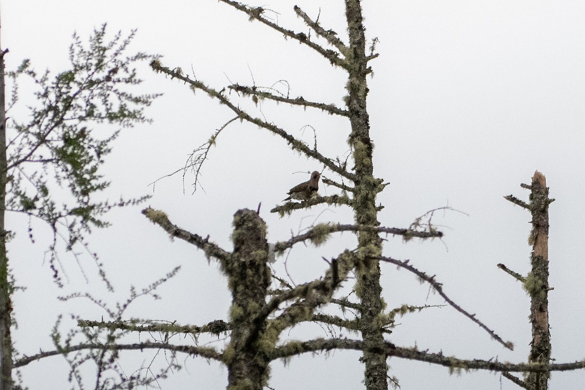Northern Flicker (Yellow-shafted) - ML243509101