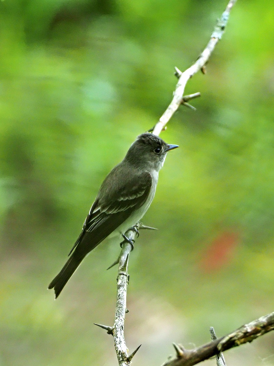 Eastern Phoebe - ML243509651