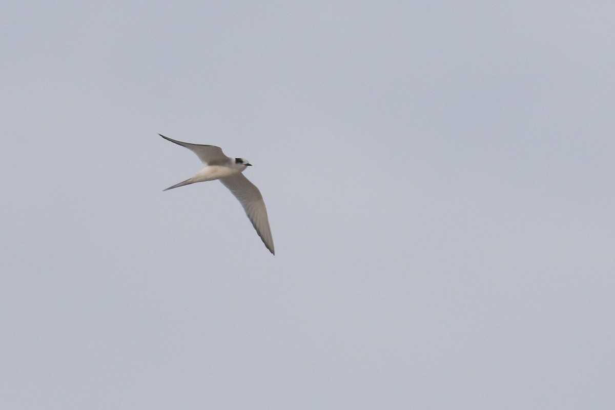 Arctic Tern - ML243510061