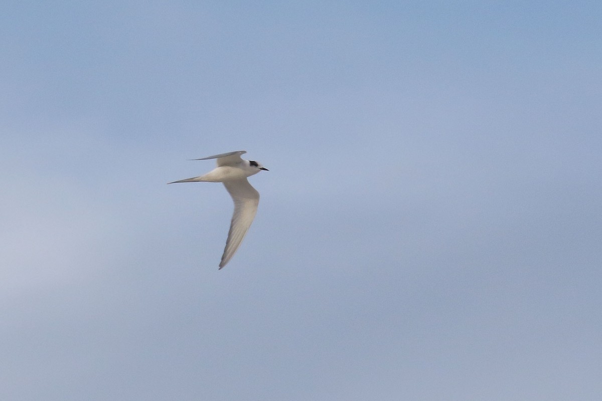 Arctic Tern - ML243510091