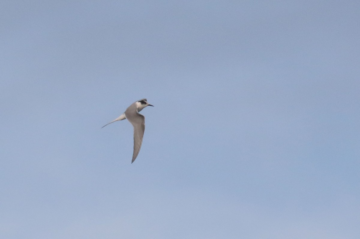 Arctic Tern - ML243510101