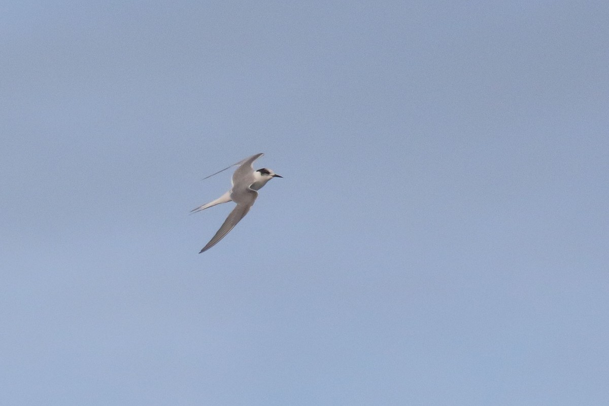 Arctic Tern - ML243510131