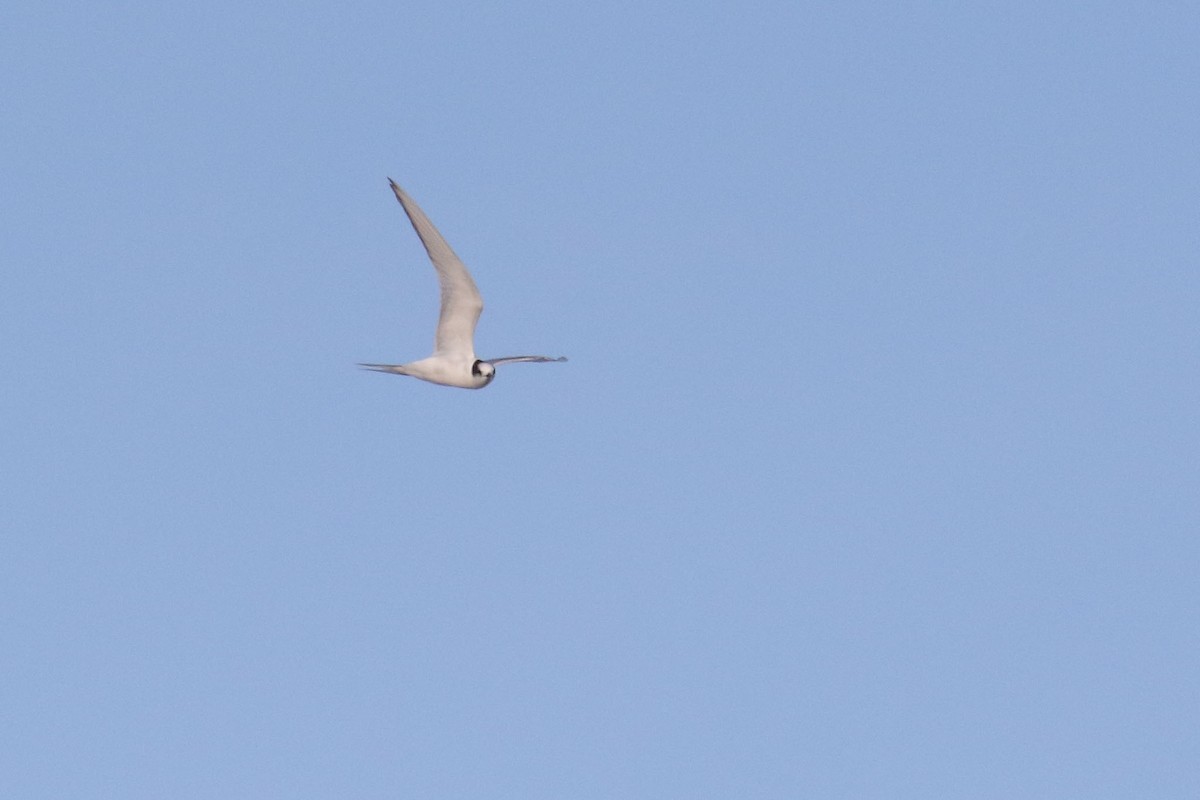 Arctic Tern - ML243510871