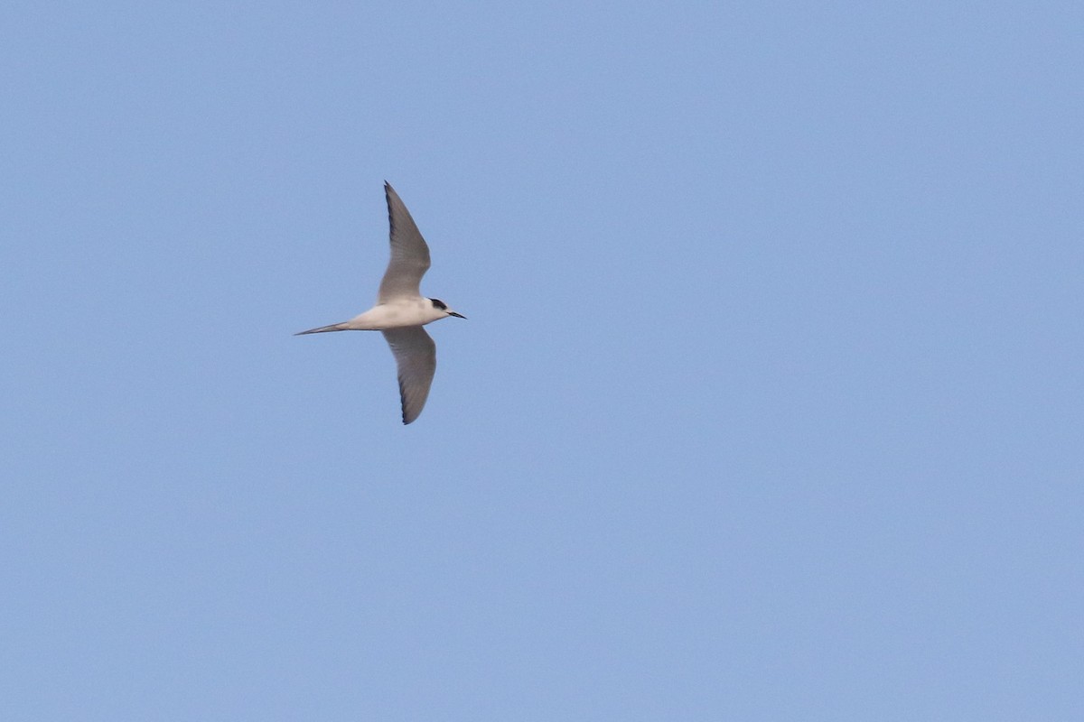 Arctic Tern - Michael O'Brien