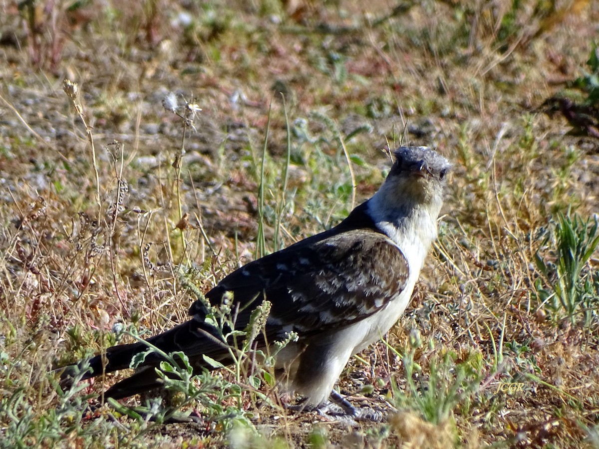 Great Spotted Cuckoo - ML243511171