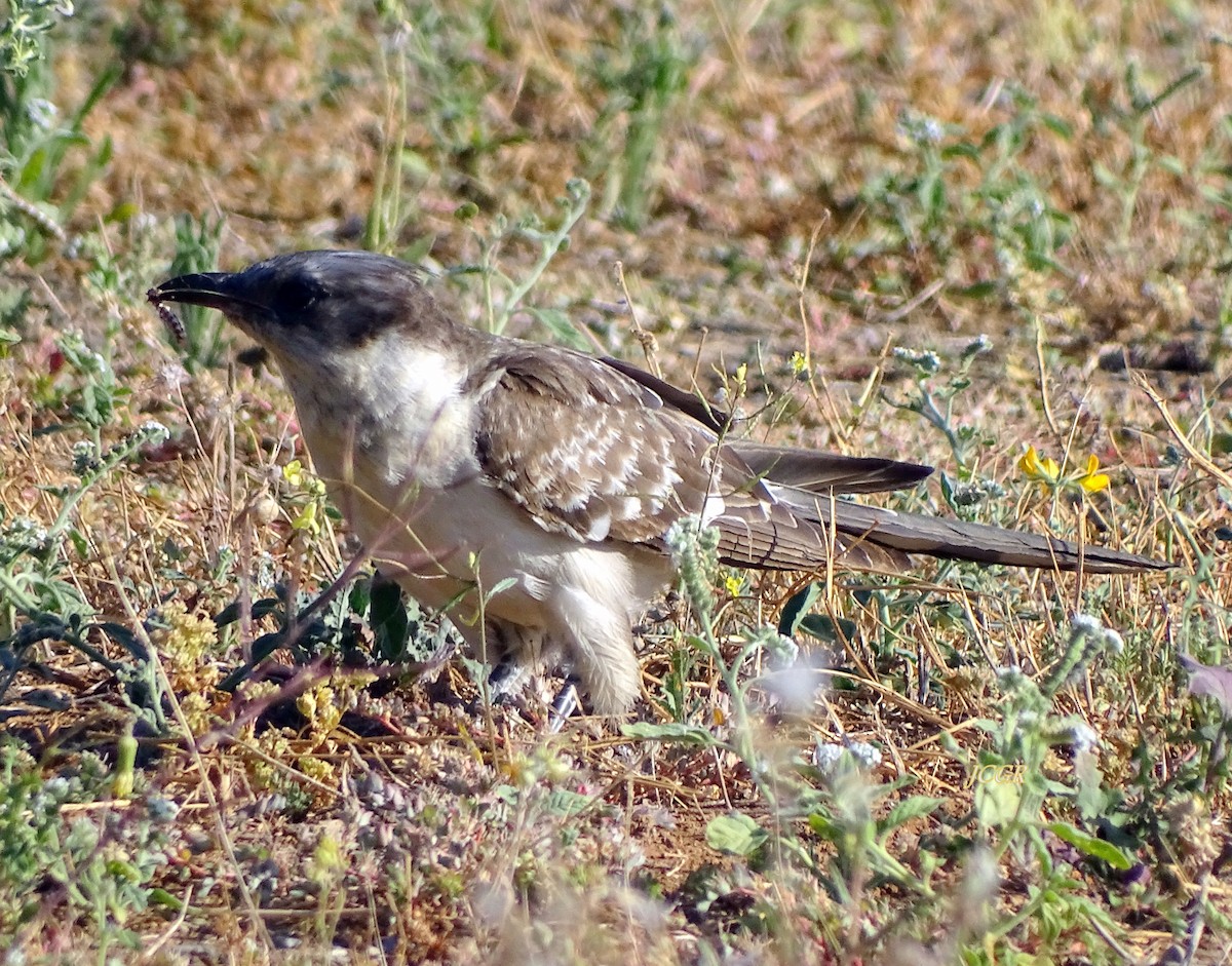 Great Spotted Cuckoo - ML243511291