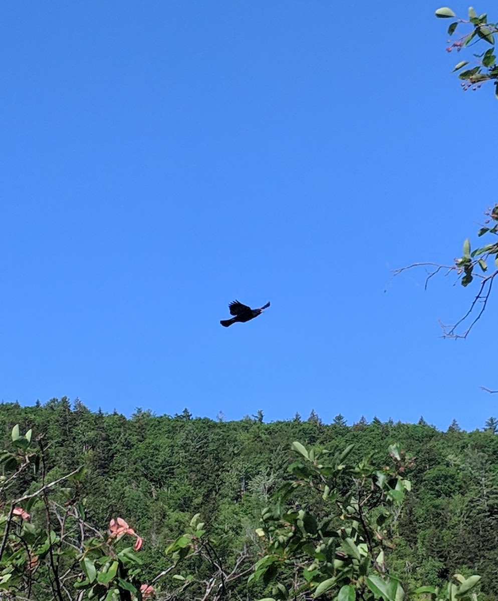 Red-winged Blackbird - ML243511321