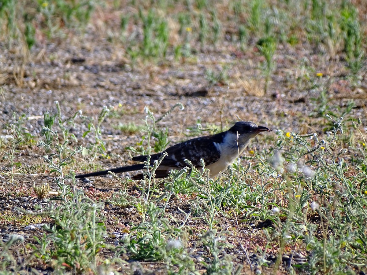 Great Spotted Cuckoo - ML243511661