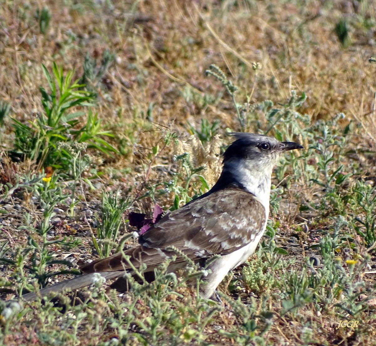 Great Spotted Cuckoo - ML243511891