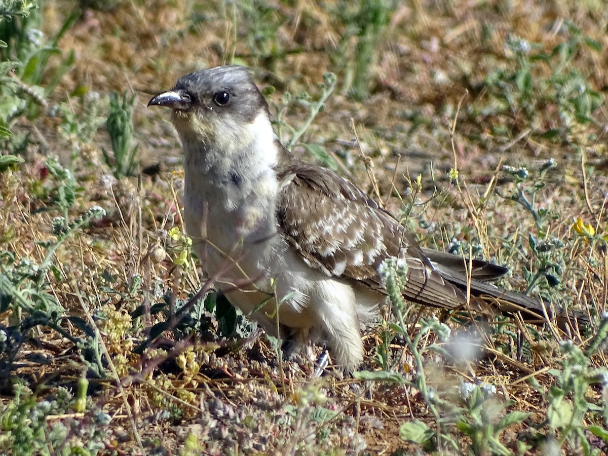 Great Spotted Cuckoo - ML243511981