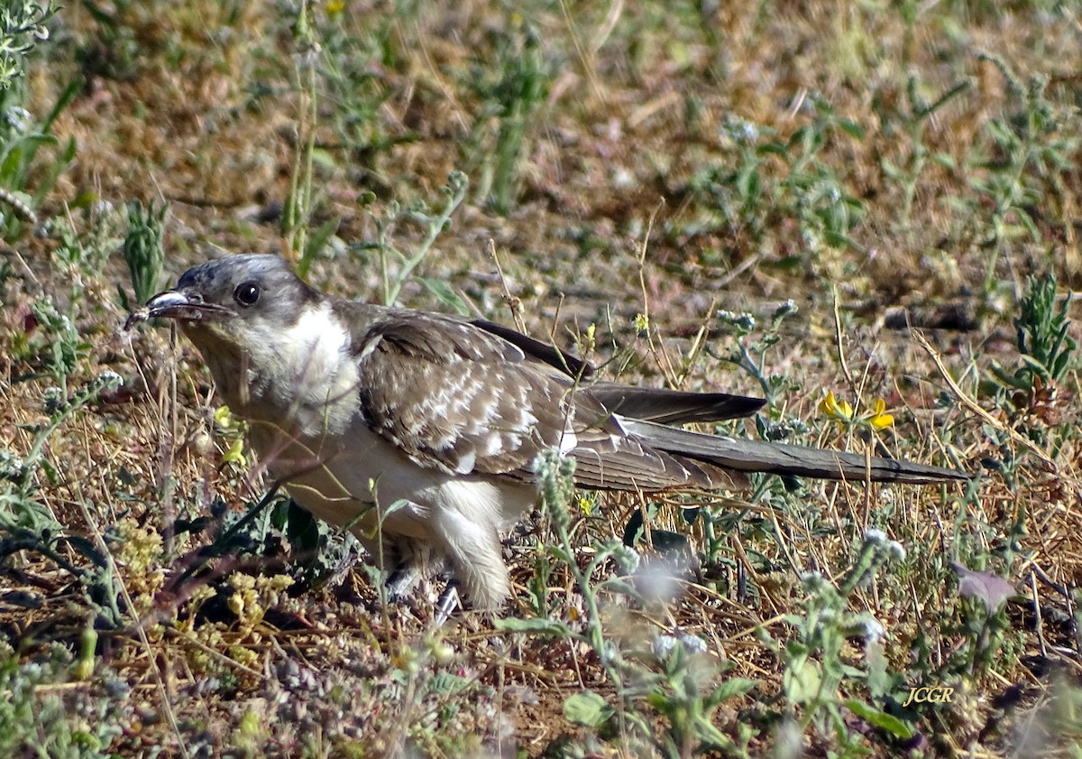 Great Spotted Cuckoo - ML243512101