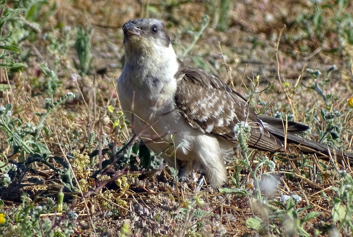 Great Spotted Cuckoo - ML243512211