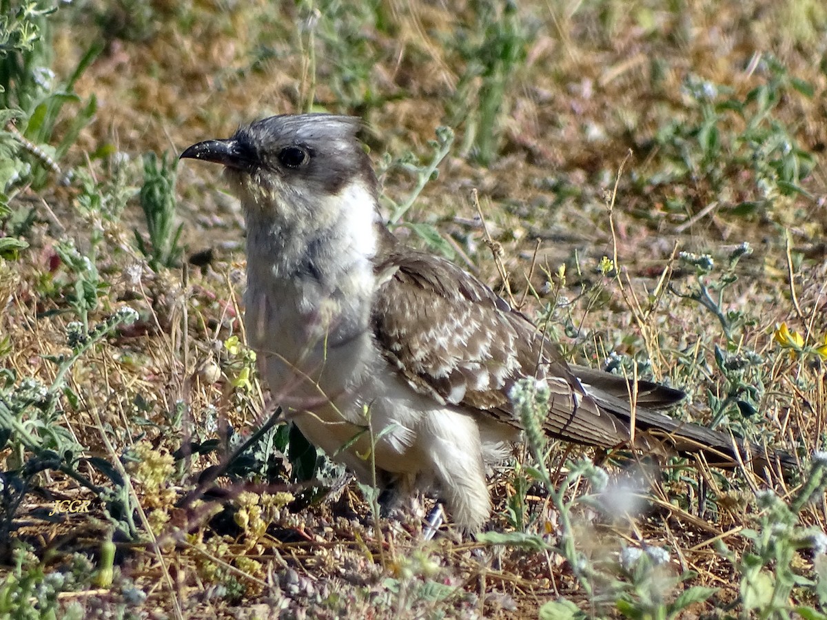 קוקיה מצויצת - ML243512281