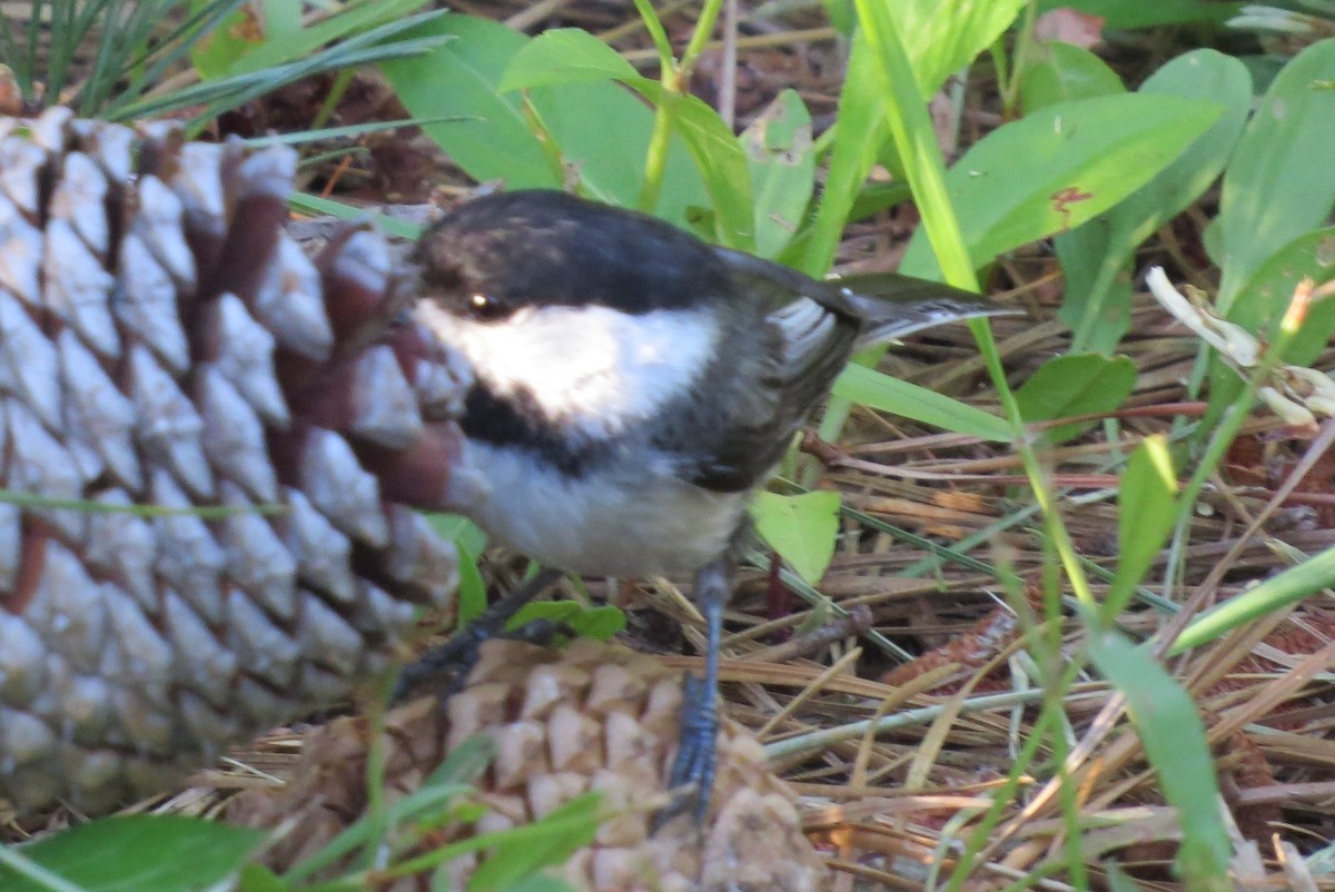 Black-capped Chickadee - ML243512481