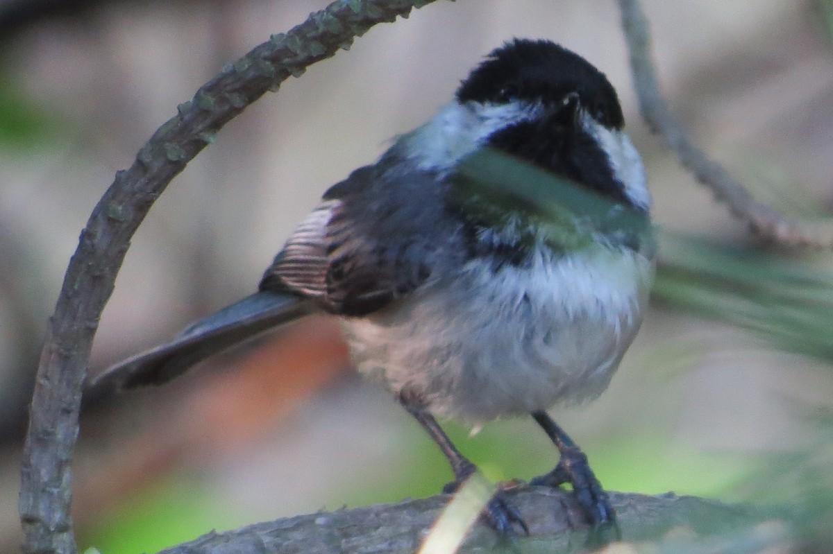 Black-capped Chickadee - ML243512501