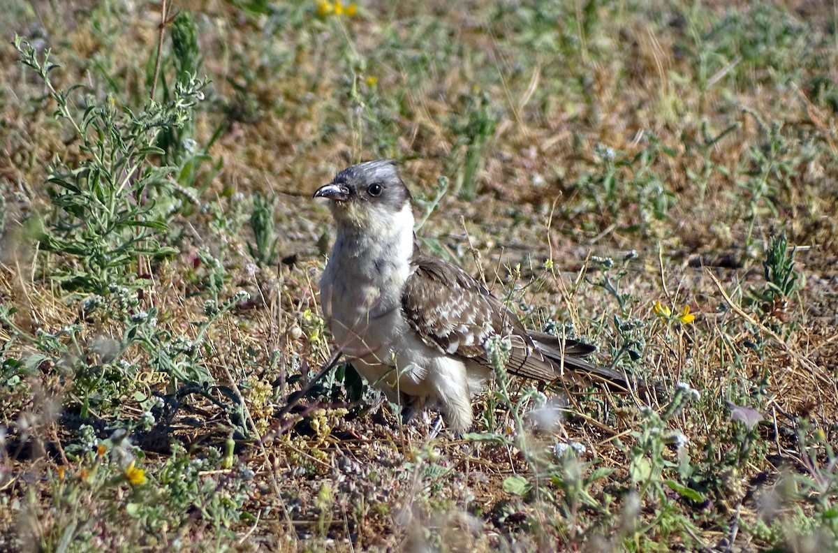 Great Spotted Cuckoo - ML243512621